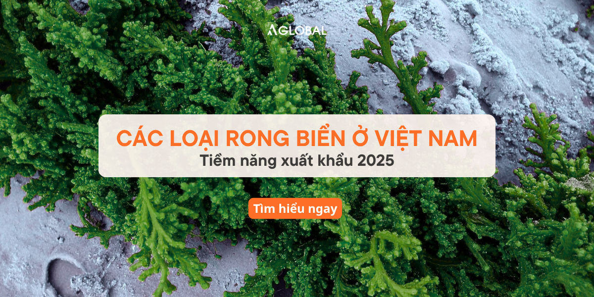 Các loại rong biển ở Việt Nam: Tiềm năng xuất khẩu 2025