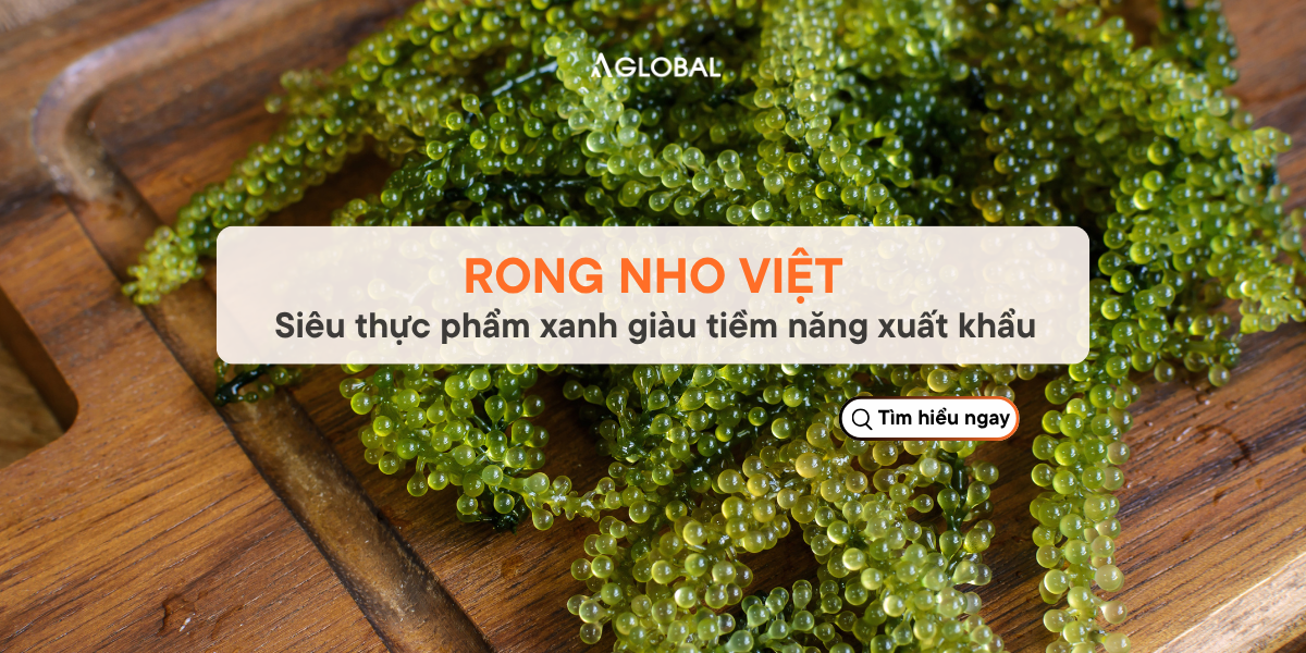 Rong nho Việt: Siêu thực phẩm xanh giàu tiềm năng xuất khẩu